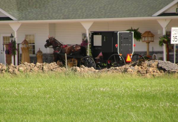 The Amish Horse and Buggy