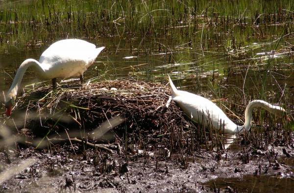 A pair of Swans