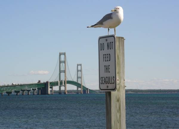 Mackinac Bridge and Seagull