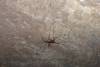 8_Mammoth_Cave_Cricket.jpg