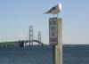 71_Mackinac_Bridge_and_Seagull.JPG