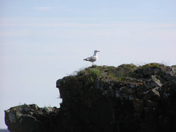 Seagull on Rock