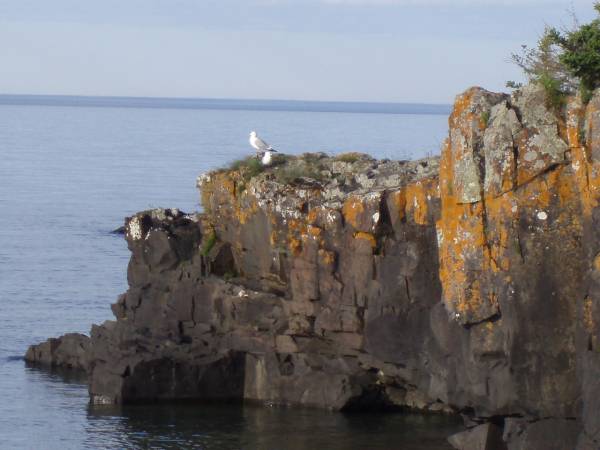 Seagulls 'on the Rocks'