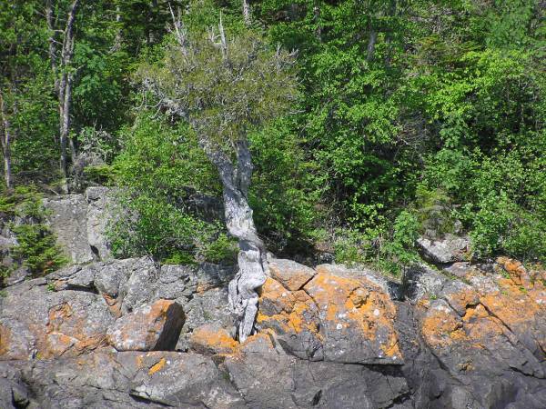 'Spirit Tree' Growing From Rock