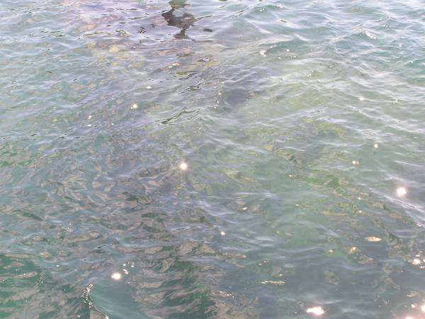 SS America Just Under the Water