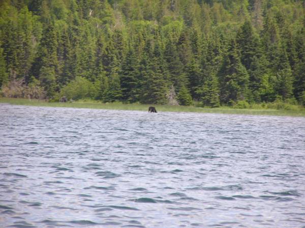 Cow Moose and Calf in the Distance