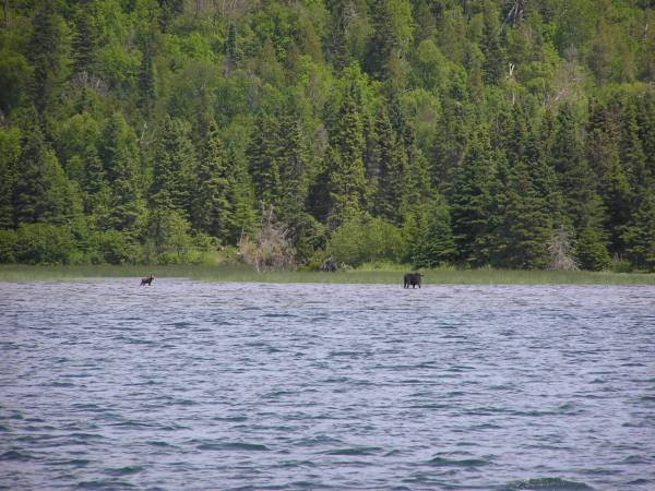 Another View of Cow Moose and Calf