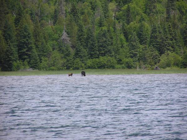 Closer View of Cow Moose and Calf