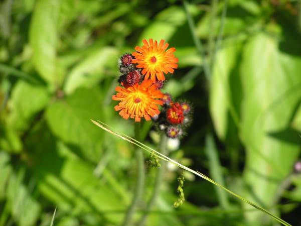 Flowers Blooming on Visitor Center Trail