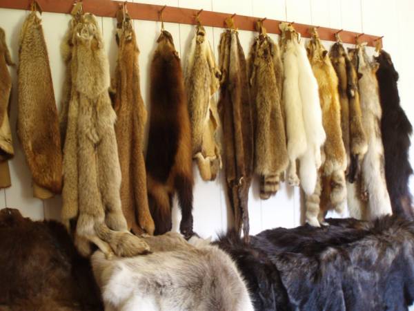 A Wall of Fur Pelts