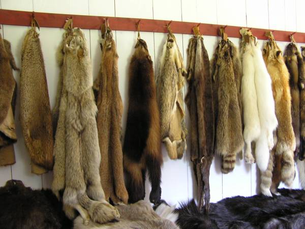 Beaver Pelts