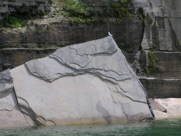 Gull 'On the Rocks'