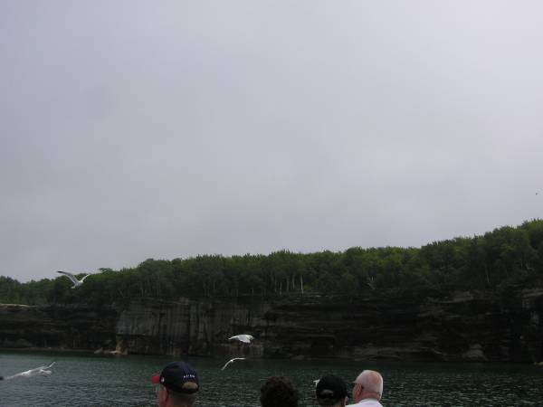 Gulls Everywhere