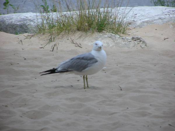 Seagull Greets Us