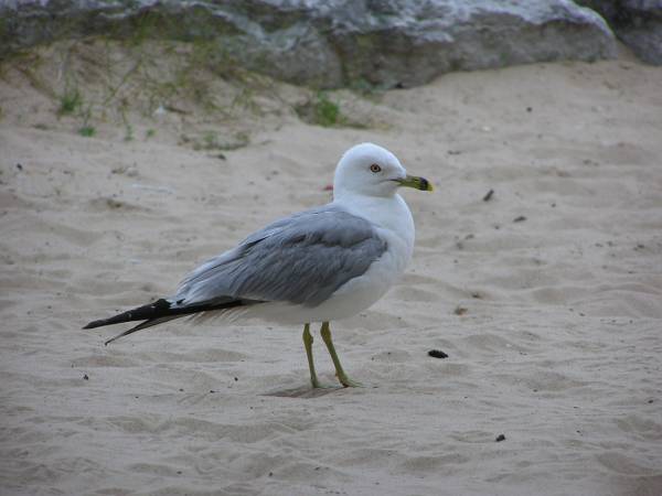 'Jonathan Livingston Seagull'