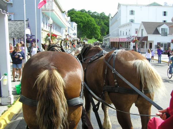 Our Tour Horses - Buck and Charlie