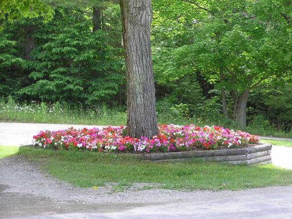 Pretty Flowers