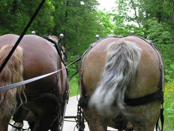 Just a Couple of Horses' Rears