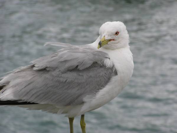 Seagull on the Dock