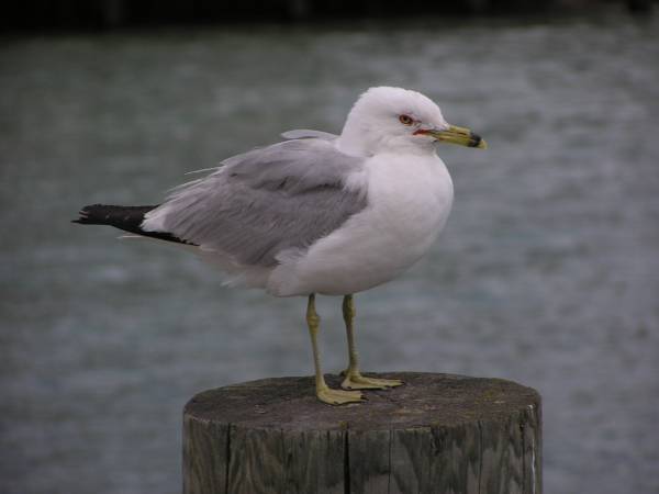 Seagull Posing for a Picture