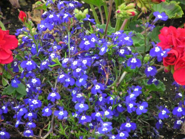 Pretty Flowers