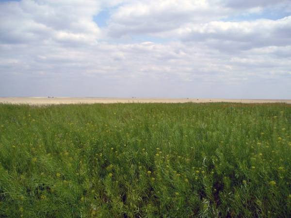 Grasslands in Oklahoma