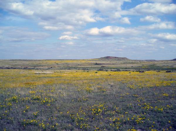 Flowery Grasslands in the Oklahoma Panhandle