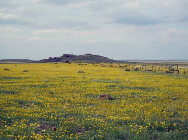 Flowery Grasslands in the Oklahoma Panhandle