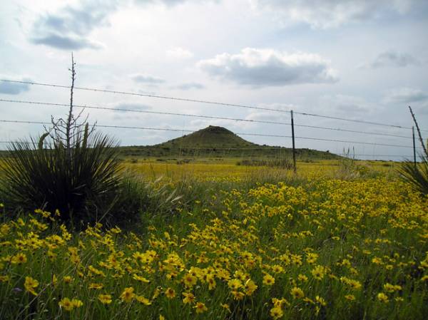 Flowery Grasslands in the Oklahoma Panhandle