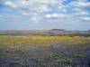900_Grasslands.jpg