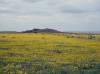 901_Grasslands.jpg