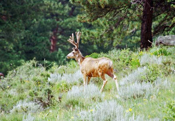 Deer