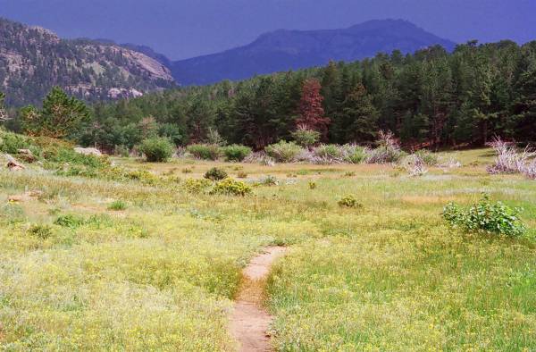 Trail in Meadows