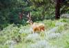 Deer1.jpg