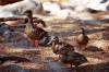 Rocky_Mountain_Ducks.jpg