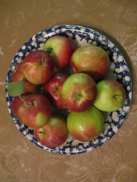 Georgia's Early apples