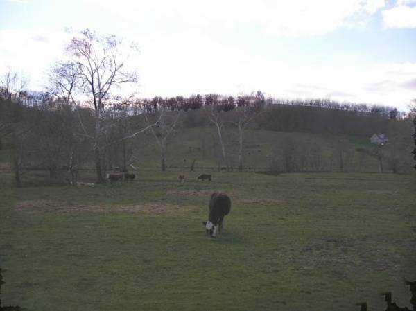Country Cows  in Southwest Pennsylvania
