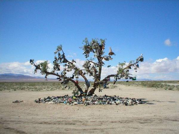 Healthy Tamarisk Shoe Tree Along CA Highway 62 in California