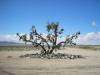 018_ShoeTree.jpg