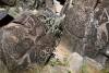 Aug_13_Three_River_Petroglyph_Site_NM.JPG
