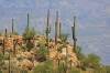 Aug_20_Saguaro_National_Park_Tucson_AZ.JPG