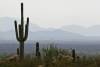 Aug_21_Saguaro_US_Route_60_towards_Tucson_AZ.JPG