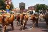 Aug_4_Stockyards_Fort_Worth_TX.JPG