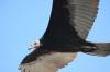 Aug_8_Turkey_Vulture_Seminole_Canyon_TX.JPG