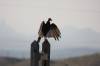 Aug_9_Turkey_Vulture_Terlingua_Ghost_Town_Cemetery_TX.JPG