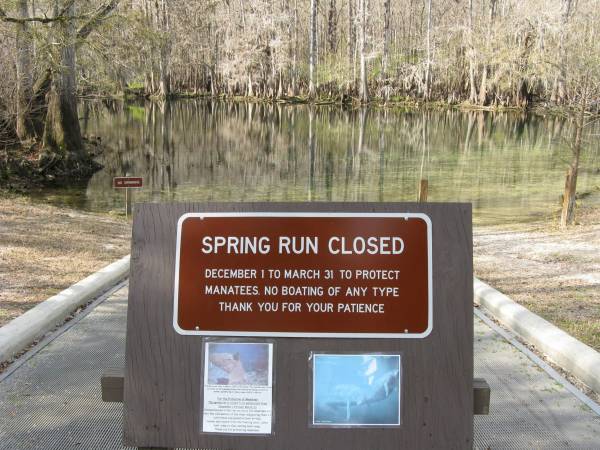 Manatees get special protection at Manatee Springs.