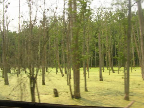 Swamp View - Cuyahoga Valley Scenic Railroad