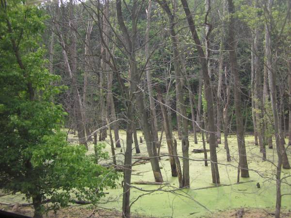 More Green Water - Cuyahoga Valley Scenic Railroad