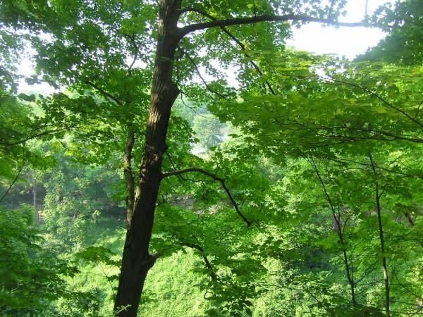 Pretty Trees Near Brandywine Falls