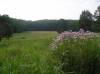 218_LandBetweenTheLakesView.jpg